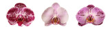 Fleurs d'orchidée phalaenopsis isolées	