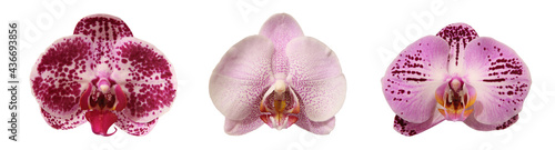 Photography Fleurs d'orchidée phalaenopsis isolées