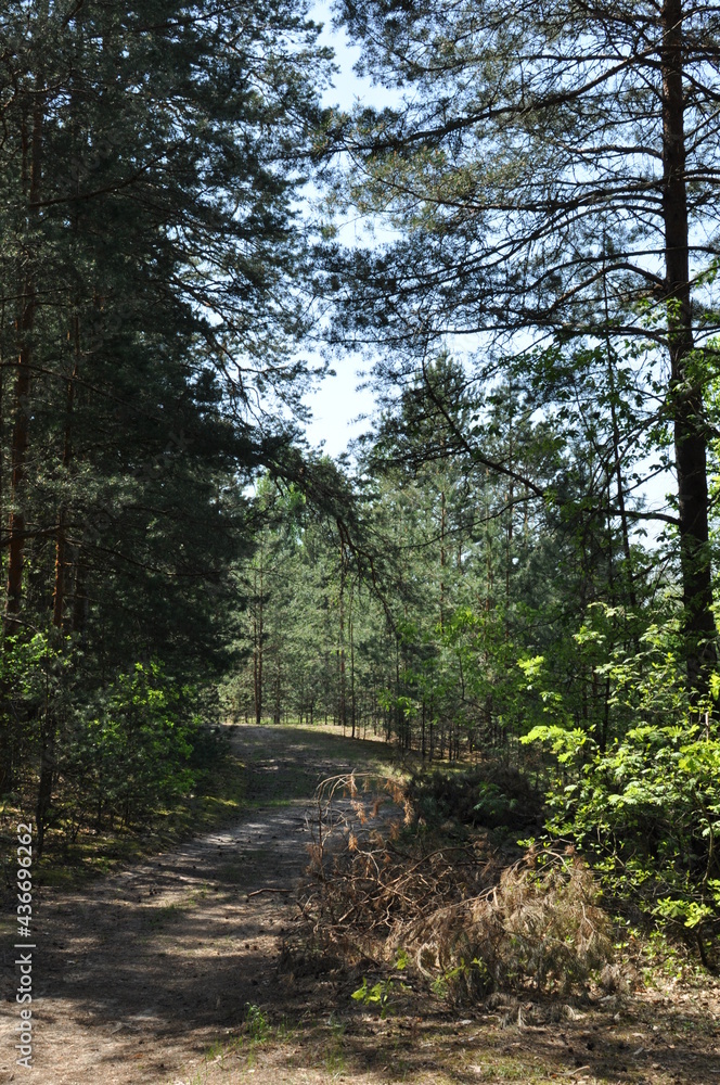 Spring forest panorama. The forest path and trees are illuminated by the sun. Spring forest panorama. The forest path and trees are illuminated by the sun.