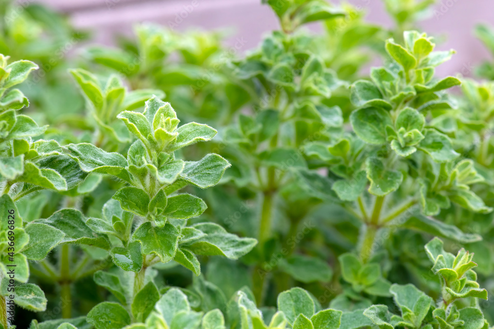 oregano plant oregano plant