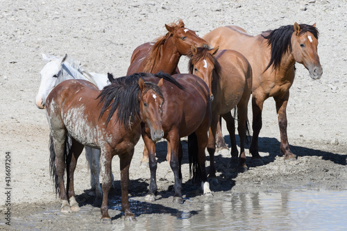 Fototapeta Naklejka Na Ścianę i Meble -  Wild Mustang Horses in Colorado