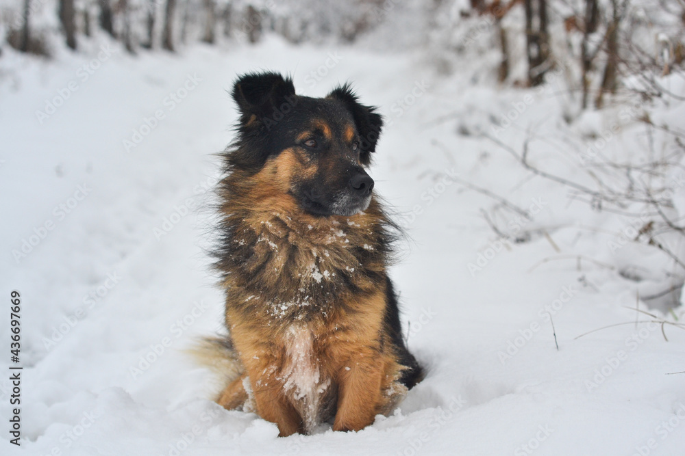  black and brown dog sitting in the snow in the woods