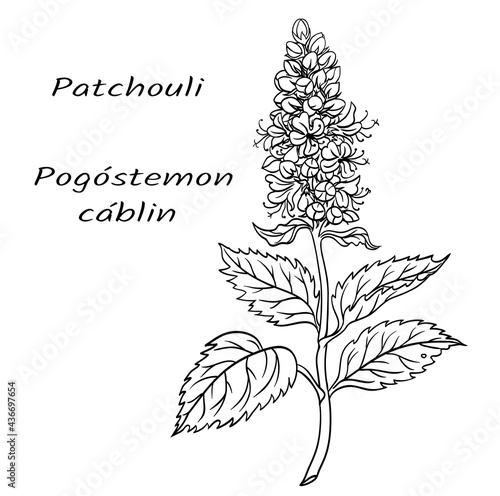 Aromatic plant Patchouli (Pogostemon cablin), black and white vector illustration.