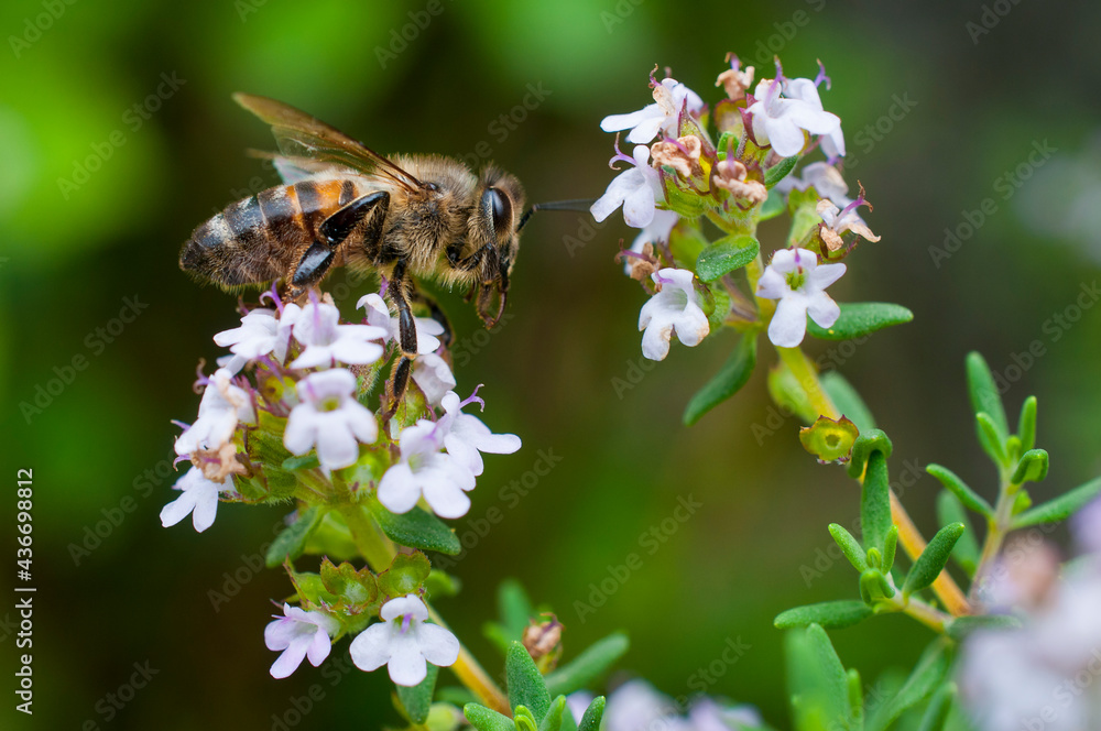 Bee pollinates thyme flowers on green blurred background Bee pollinates thyme flowers on green blurred background