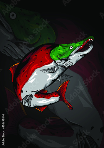 Sockeye salmon vector for illustration.