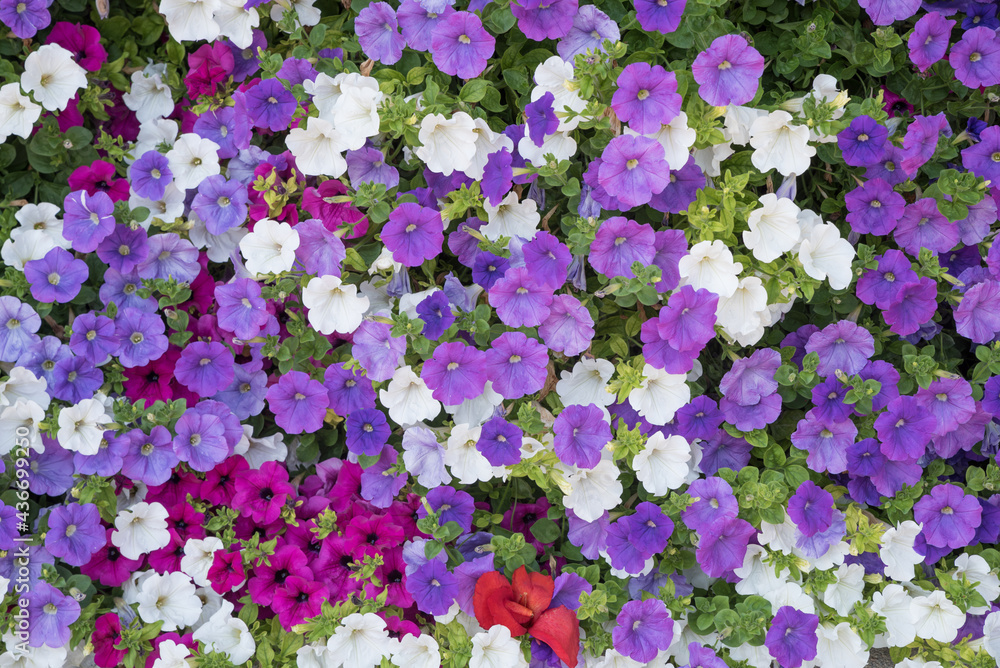 Obraz premium blooming petunias in pink purple and white colors