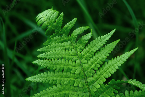 slice of green fern leaf site backgrounds