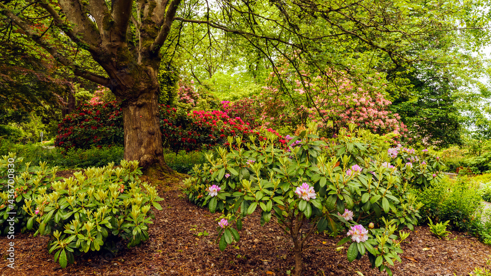 Rhododendrons in shaded spring setting at Deer Lake Park, BC Rhododendrons in shaded spring setting at Deer Lake Park, BC
