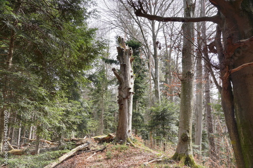 Im Mangfalltal bei Bruckmühl photo