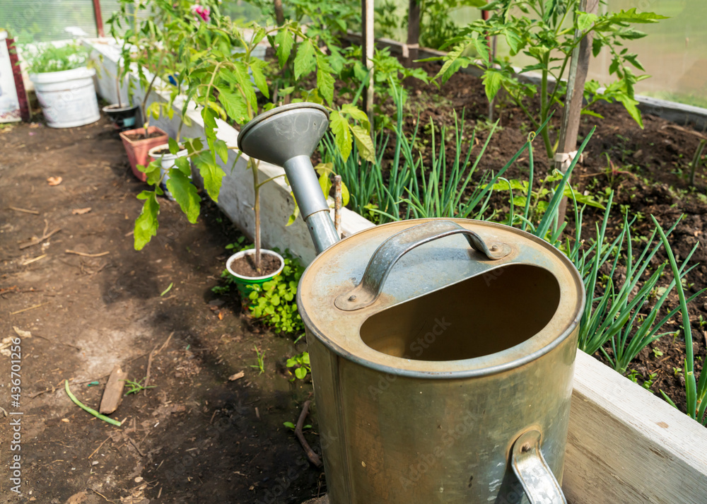 Gardening watering can in the greenhouse against the background of plants Gardening watering can in the greenhouse against the background of plants