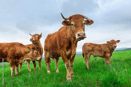 Curious Cows Looking at Camera. Grazing Herd of Cows with Young on Green Grass