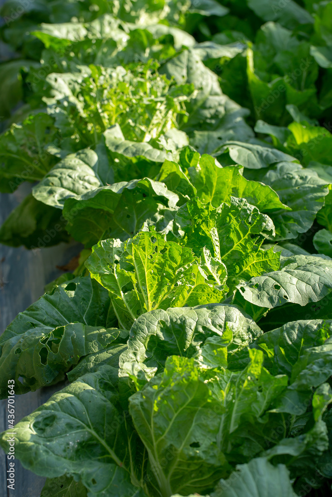 Naklejka premium Fresh hydroponics vegetable farm, Salads vegetable hydroponics farm.