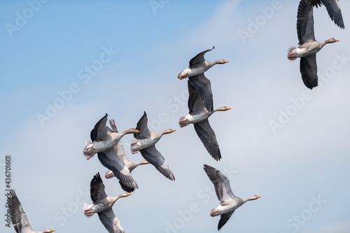 Obraz na plátne A skein of geese flying together just after taking off