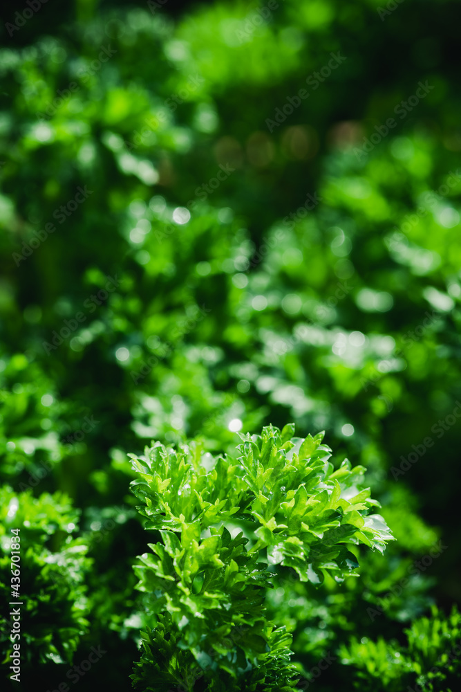 Green Parsley Leaves Background. Closeup Texture Detail. Fresh Herbs Produce Green Parsley Leaves Background. Closeup Texture Detail. Fresh Herbs Produce