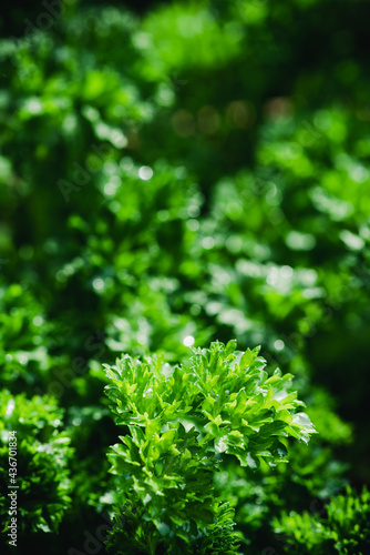 Green Parsley Leaves Background. Closeup Texture Detail. Fresh Herbs Produce