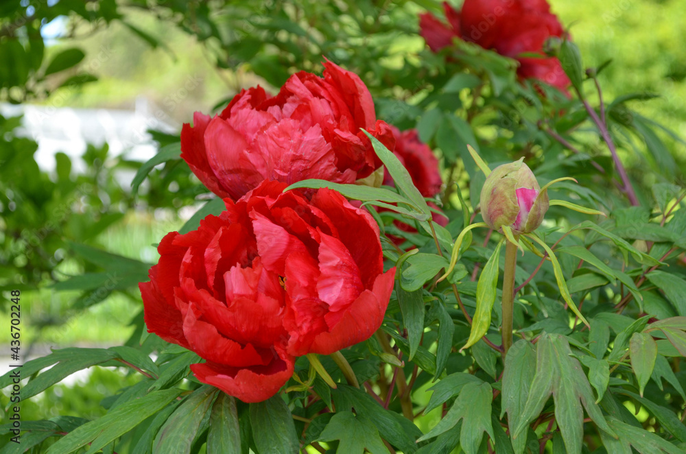 Obraz premium Blumen 