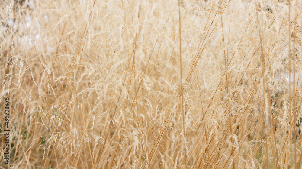 Abstract nature background, soft focus. Beige dry grass. Copy space. Abstract nature background, soft focus. Beige dry grass. Copy space.