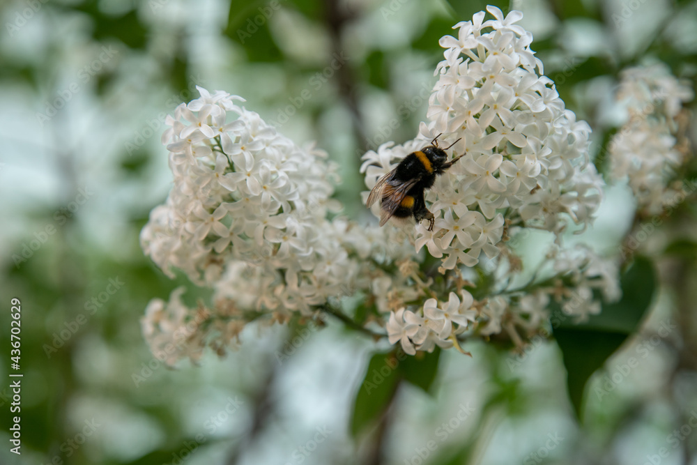 A bee collects nectar from white lilac flowers. There is free space for inserts. A bee collects nectar from white lilac flowers. There is free space for inserts.