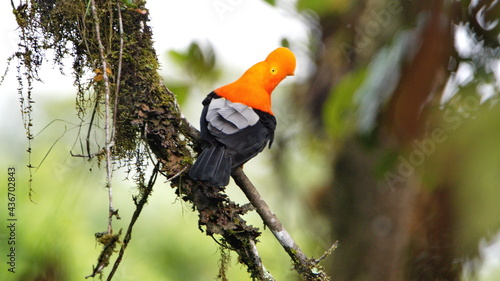 Andean cock-of-the-rock (Rupicola peruvianus) perched in a tree, in a lek near El Reventador in Napo province, Ecuador photo