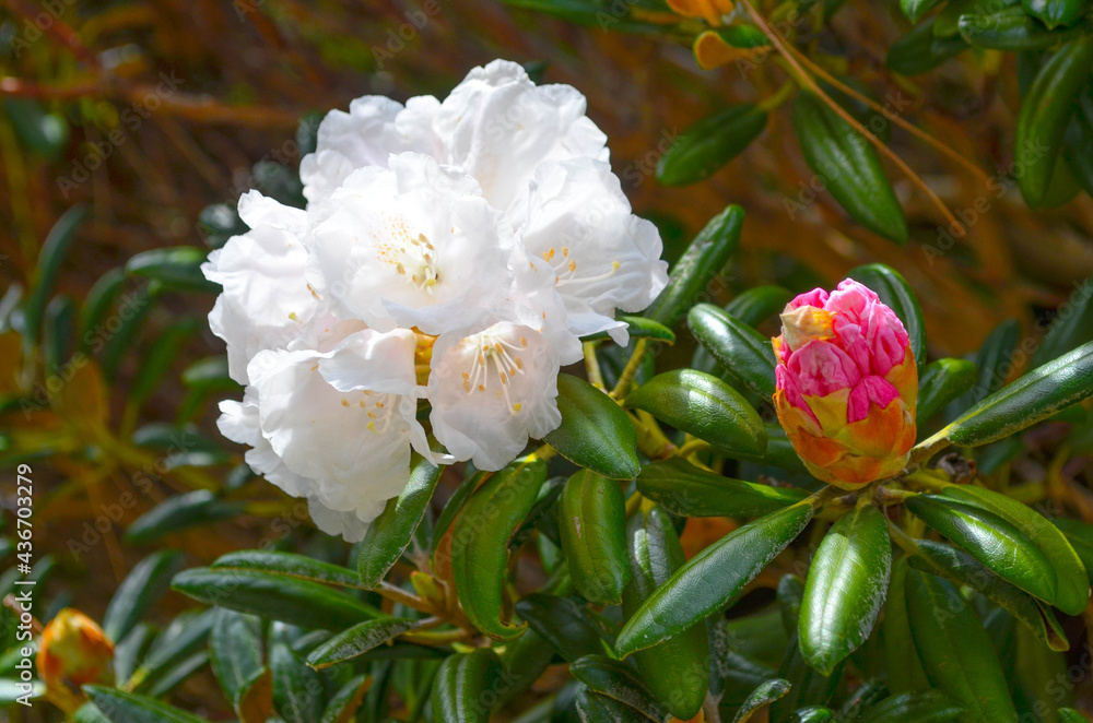 Blumen Blumen