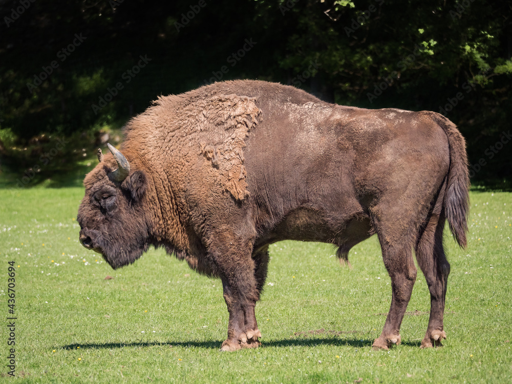 Veau bison d'Europe et sa mère Veau bison d'Europe et sa mère