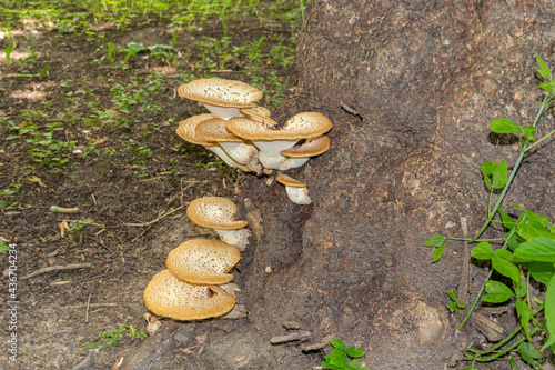Photography Cerioporus squamosus, also known as Pheasant's back mushrooms and dryad's saddle, is a basidiomycete bracket fungus