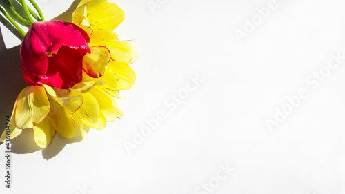 Yellow and red tulips on a white background. Place to write