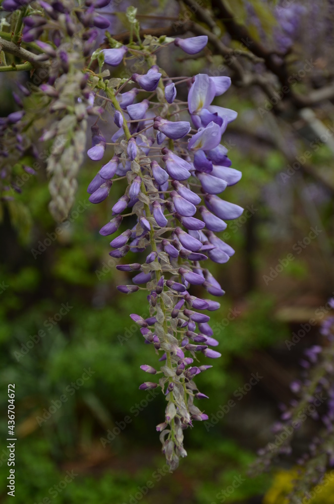 Obraz premium flowers in the garden