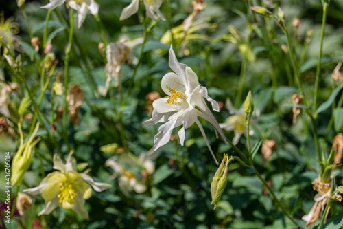 Blooming white aquilegia fragrans flowers.