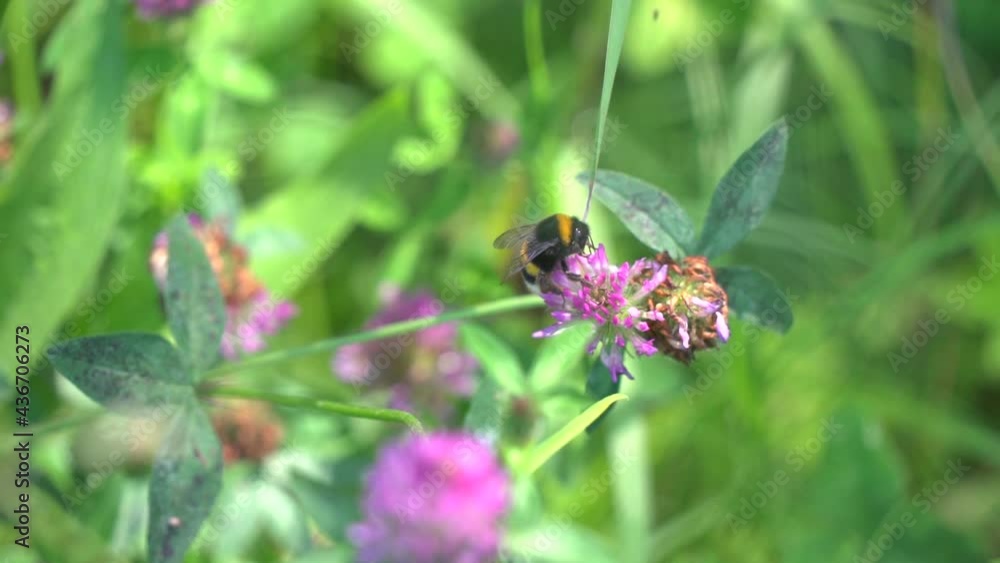 Bumblebee foraging a clover flower, in spring Bumblebee foraging a clover flower, in spring