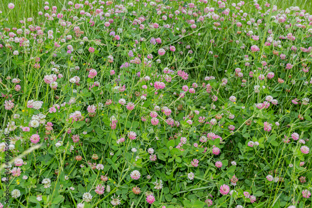 Meadow with blooming clover flowers