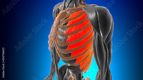 External intercostal muscle Anatomy For Medical Concept 3D photo