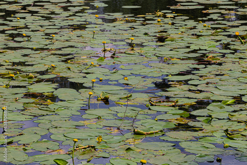 Nymphaea ( water lilies) - waterlily, Aquatic vegetation,