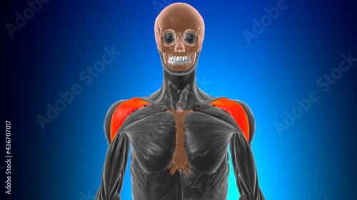 Fototapeta Naklejka Na Ścianę i Meble -  Clavicular part of deltoid Anatomy For Medical Concept 3D