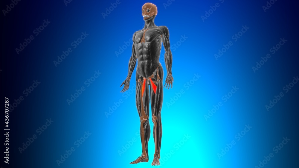 Adductor brevis Muscle Anatomy For Medical Concept 3D