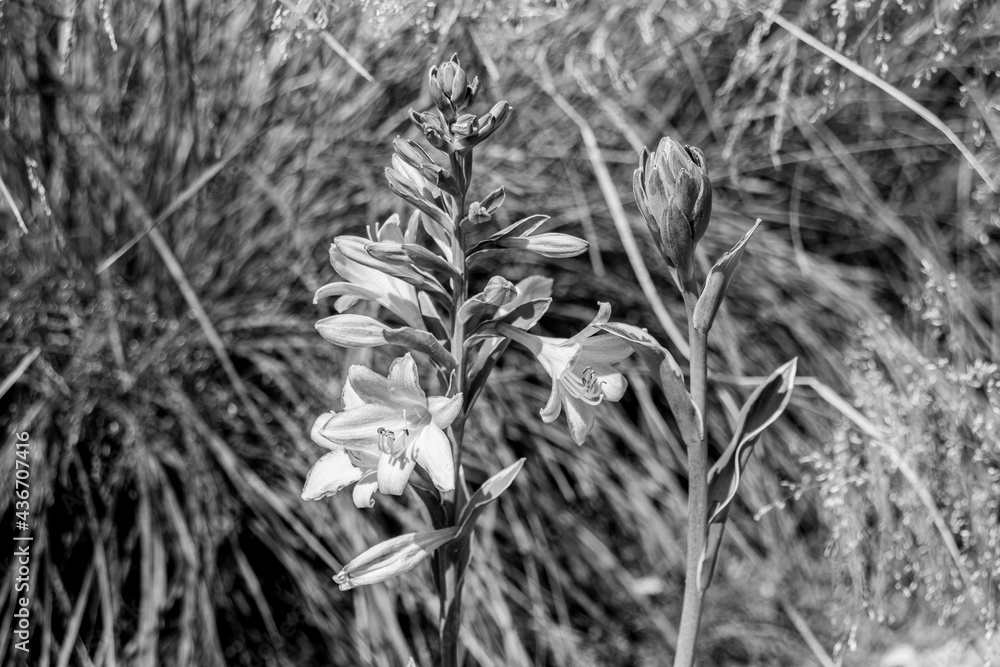 Blooming Lysimachia flowers on the meadow, black and white photo. Blooming Lysimachia flowers on the meadow, black and white photo.