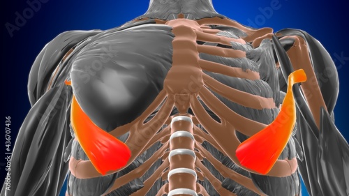 Fotografía Abdominal part of pectoralis major Muscle Anatomy For Medical Concept 3D