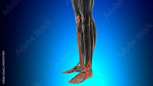 Fibularis tertius Muscle Anatomy For Medical Concept 3D photo