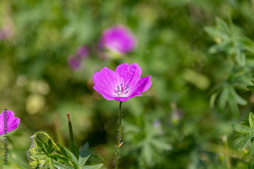 Blooming purple Geranium flowers in the park. Blooming purple Geranium flowers in the park.