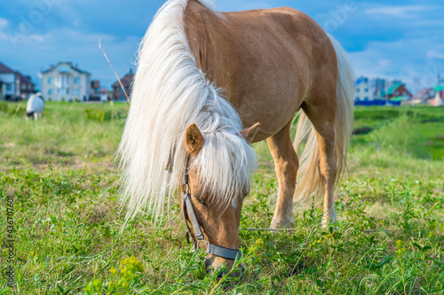 Bilde på lerret A young pony horse of Cream locus suit grazes peacefully on a green field against a blue summer sky