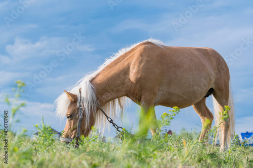 Foto A young pony horse of Cream locus suit grazes peacefully on a green field against a blue summer sky