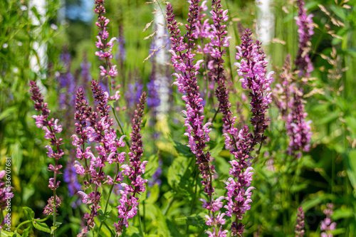 Blooming purple Anacamptis morio flowers in the park.