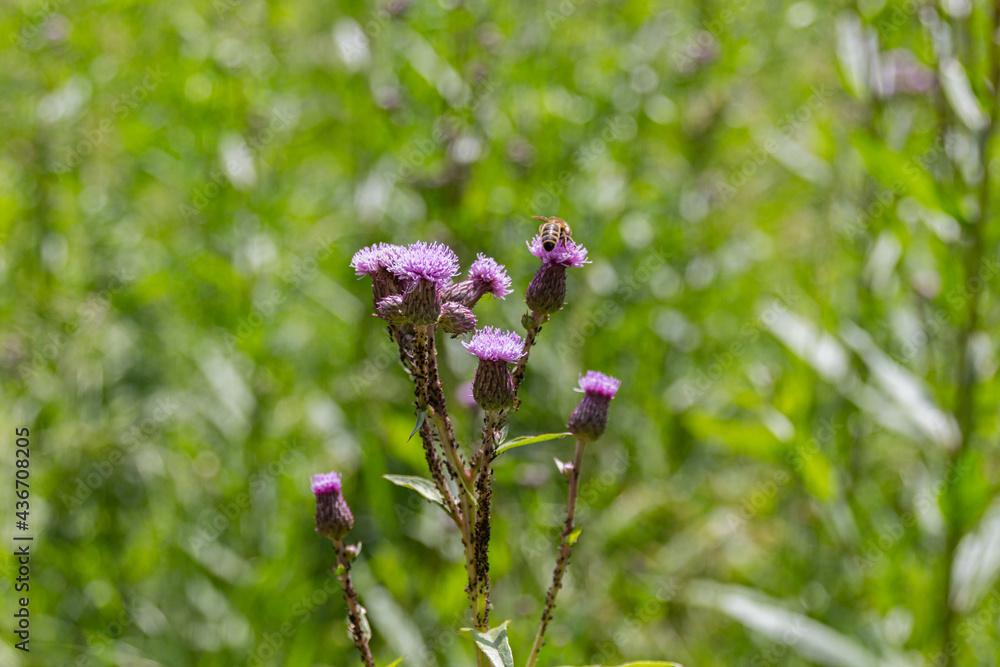 Blooming Plumeless thistles (Carduus) on a meadow Blooming Plumeless thistles (Carduus) on a meadow