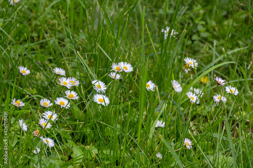 Blooming chamomile flowers on a meadow in park