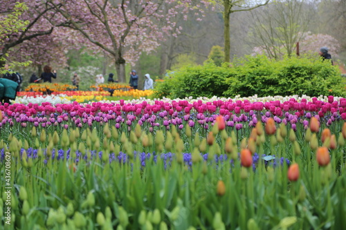 Wallpaper Mural The spectacle of the blooming of tulips in Holland Torontodigital.ca