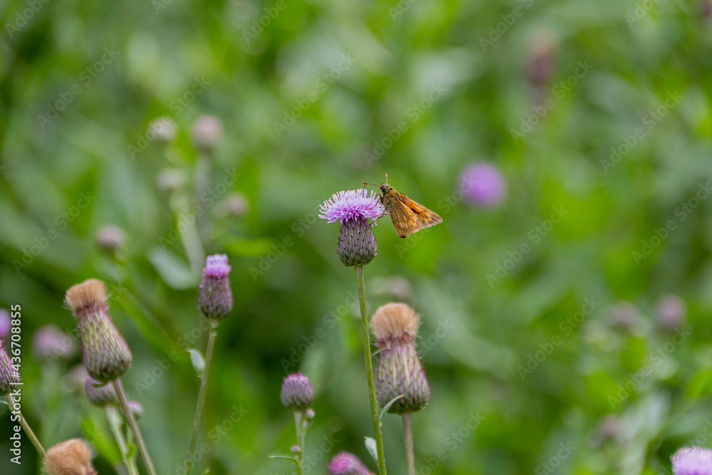 The large skipper butterfly sitting on a purple flowers of field thistle.