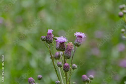 Purple flowers of field thistle on a meadow.