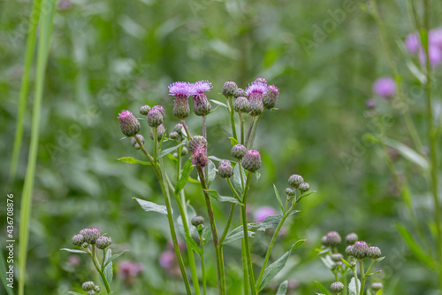 Purple flowers of field thistle on a meadow. © topolov_nick