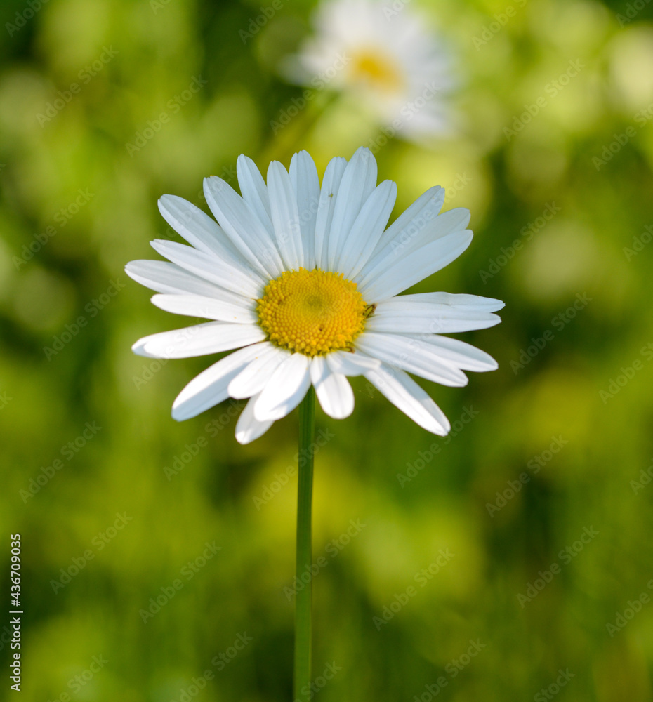 Marguerite