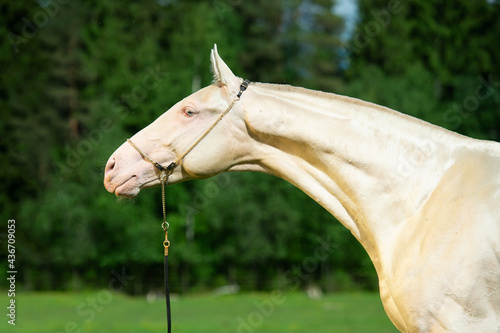 portrait  of beautiful creamello purebred akhalteke young stallion  posing  near forest. Russia photo